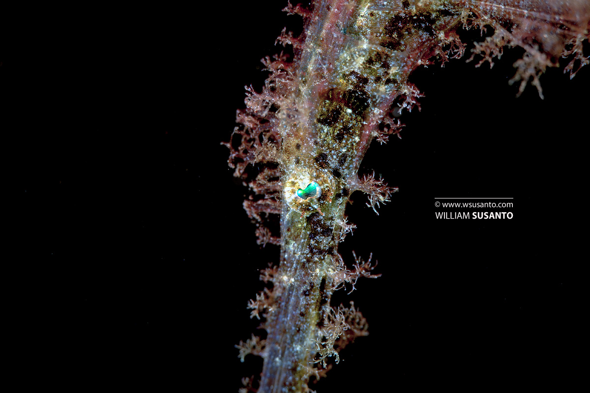 Rough Snout Ghost Pipefish